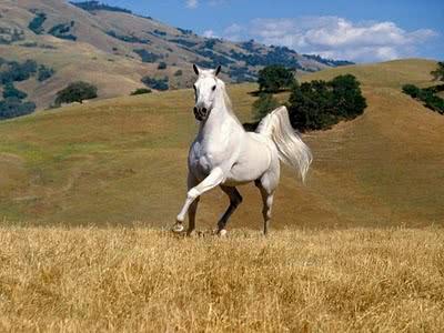 Sonhar com cavalo: Marrom, preto, branco, morto, correndo e mais!
